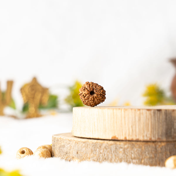 Thirteen Mukhi Rudraksha (Java)