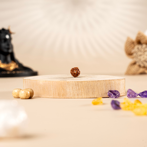 4 Mukhi Rudraksha (Java)