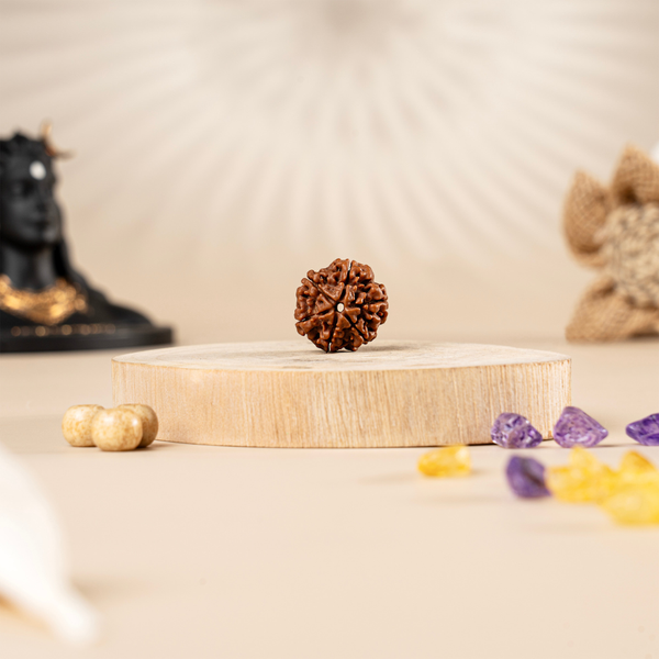 6 Mukhi Rudraksha (Nepali)