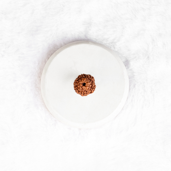 Six Mukhi Rudraksha (Java)