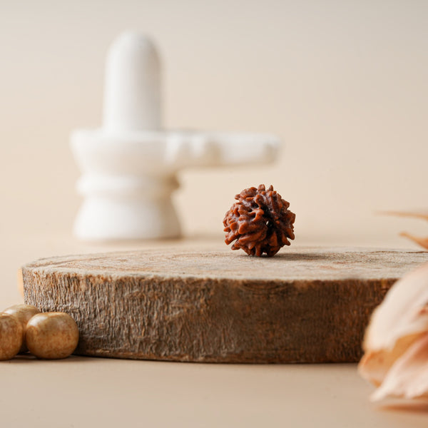 Three Mukhi Rudraksha (Java)