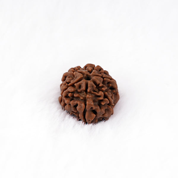 Six Mukhi Rudraksha (Nepali)