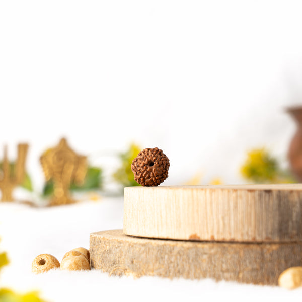 Seven Mukhi Rudraksha (Java)