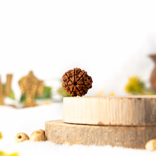 Seven Mukhi Rudraksha (Nepali)