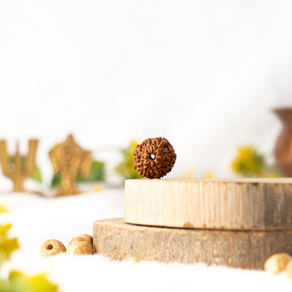 Eight Mukhi Rudraksha (Java)