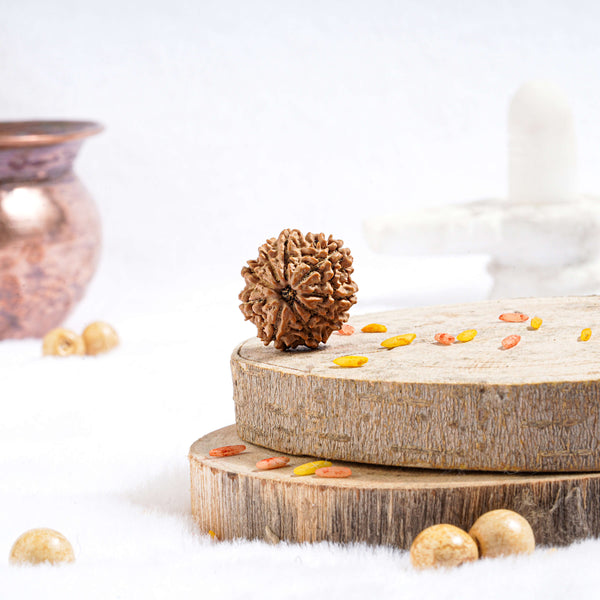 Nine Mukhi Rudraksha (Nepali)